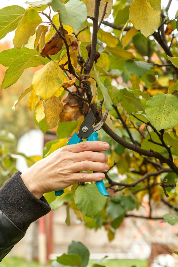 Taille arbre fruitier : guide pratique pour février